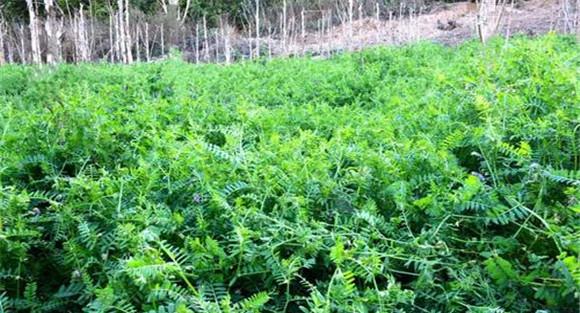 苕子种植时间和方法