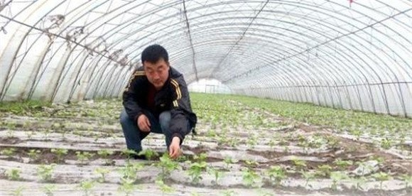 黄秋葵种植技术与管理方法