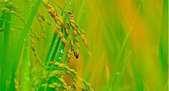 水稻叶面肥什么时间用最佳