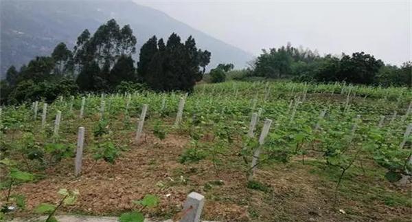 在河滩地、山地、盐碱地和黏土地上建葡萄园