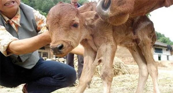 肉牛传染病可分为哪几类