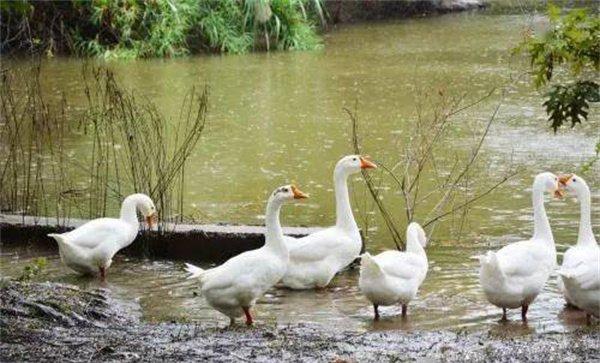 大鹅为什么下雨不躲