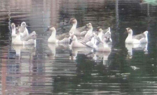 鹅多大可以下水