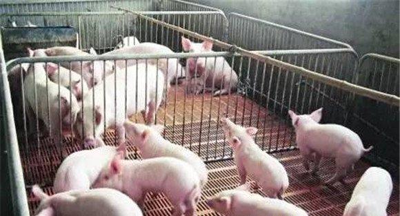 哺乳仔猪的生理特点