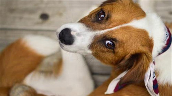 治疗犬心丝虫病的方法