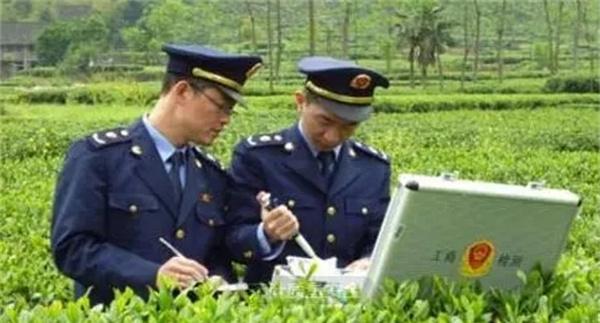当前茶叶质量安全存在