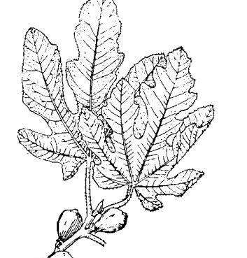 无花果的功效与作用