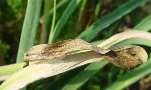怎样防治大蒜叶斑病