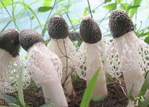 竹荪种植技术