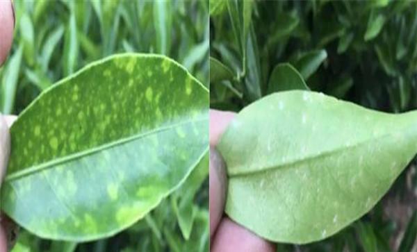 柑橘黄斑病怎么治