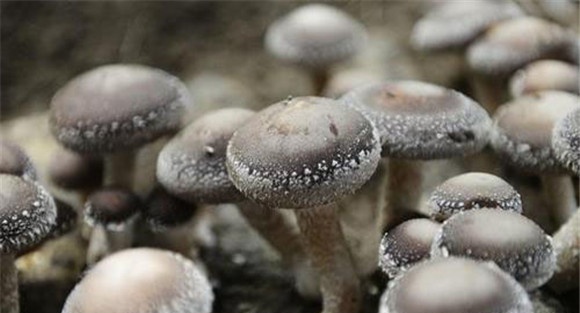 草菇病虫害防治技术