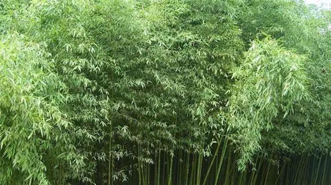 白哺鸡竹