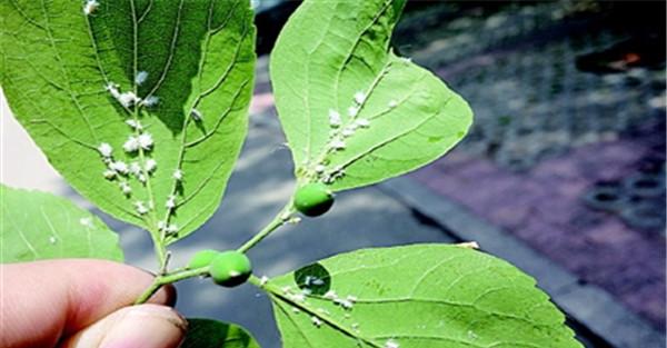 苹果绵蚜用什么药效果好