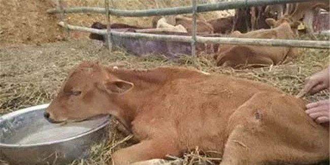 牛水泻的病因和预防、防治方法