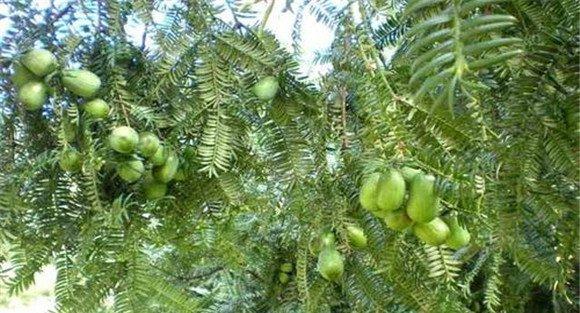 香榧的种植条件