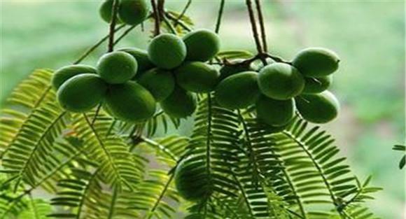 松阳香榧种植的多种栽培模式