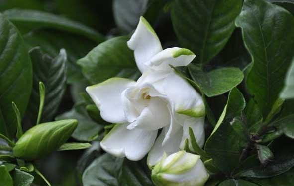 栀子花种植方法
