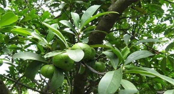 山竹种植管理方法四要点