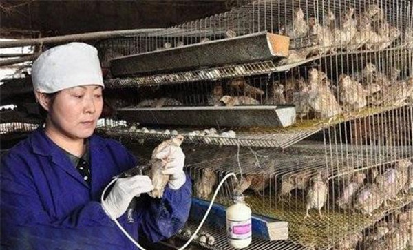 鹌鹑积食的防治方法