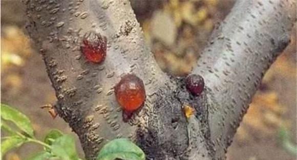 樱桃流胶病用什么药治疗