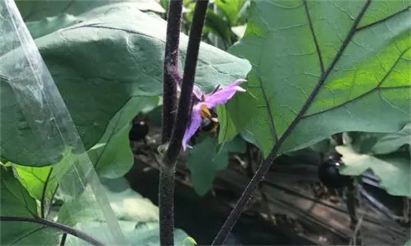 什么是大棚茄子熊蜂授粉技术