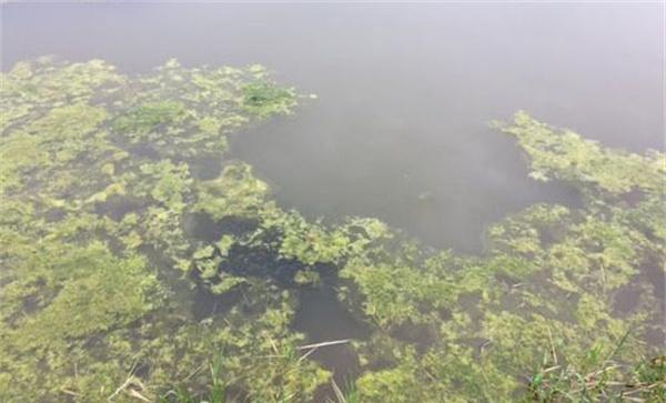 青苔对水产养殖的坏处