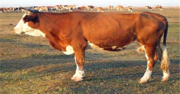 肉牛的外貌鉴定方法：优质肉牛体况评分标准