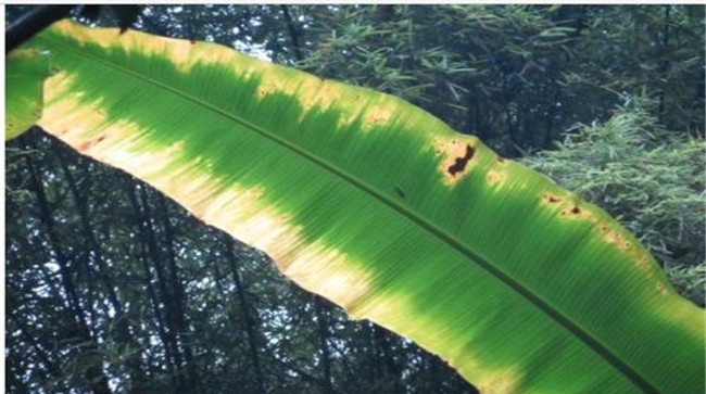 香蕉植株缺素（肥）症状