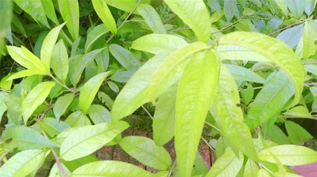 桃树缺钾症