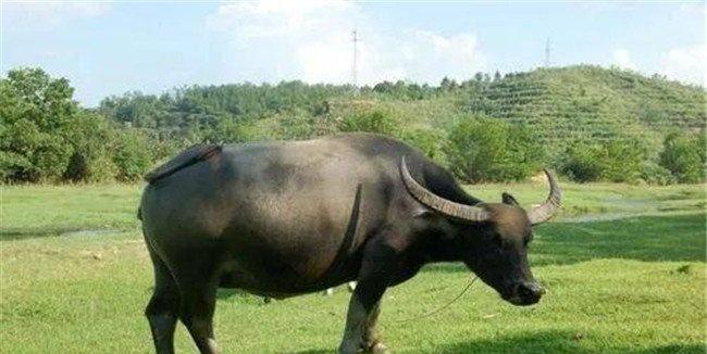如何防治耕牛夏痢