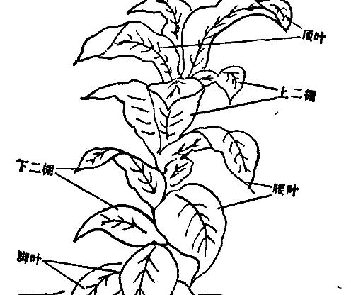 其它作物种植方法