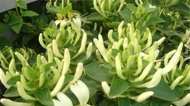 金银花简介