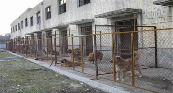 狗舍的建造要求