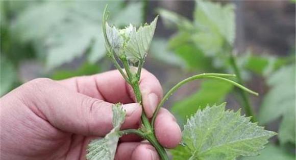 巨峰葡萄的夏剪方法