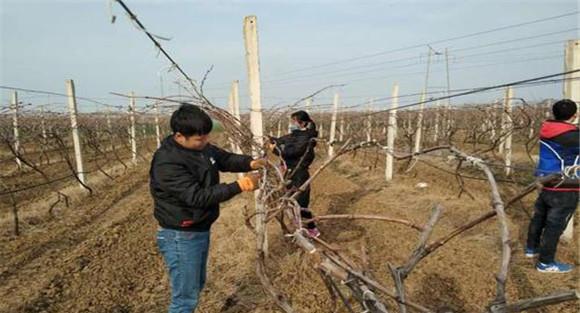 巨峰葡萄的冬剪方法