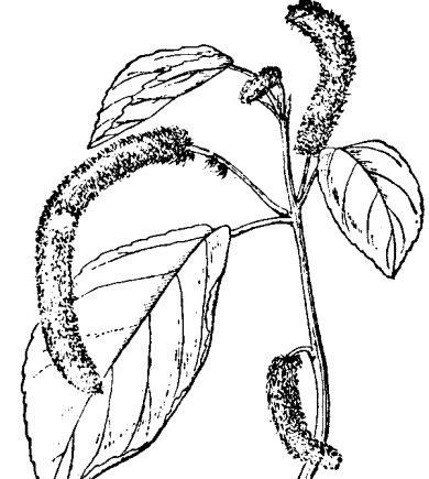 花卉怎么养