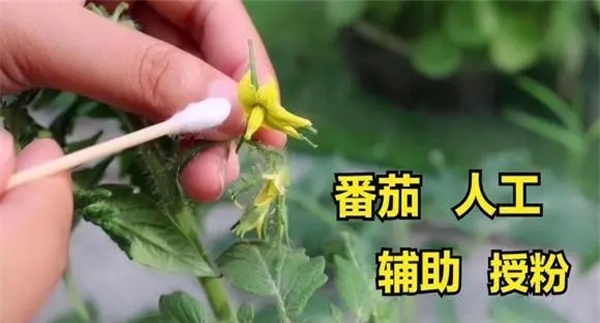 番茄蘸花有几种方式