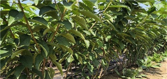 板栗种植技术与管理技术要点