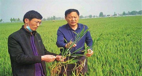 小麦病虫害防治时间 小麦病虫害什么时候防治好