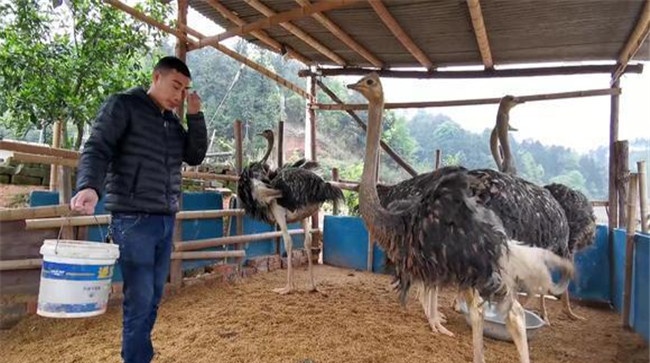 驼鸟怎么养