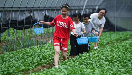蔬菜具备丰产性或速生长特点