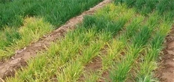 小麦除草剂药害的症状
