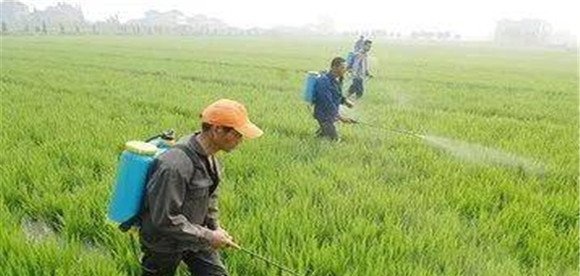 小麦除草剂药害发生的原因