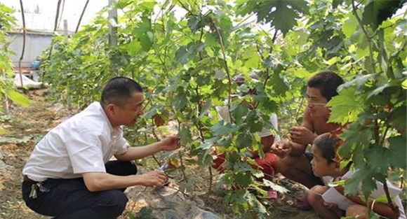 葡萄栽培管理