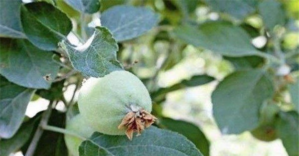苹果黑点病用啥药防治