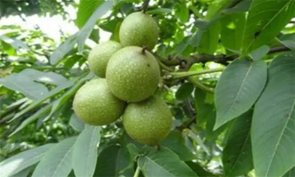 核桃树整形修剪应掌握哪些基本原则