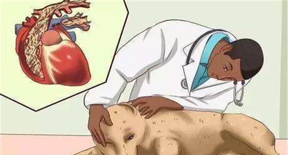 狗钩虫病的症状