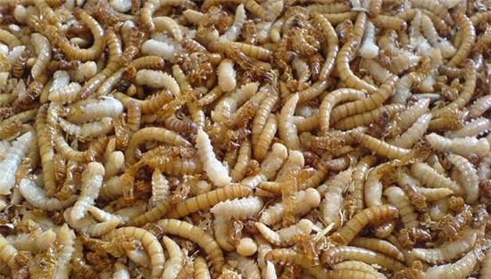 黄粉虫的饲养管理