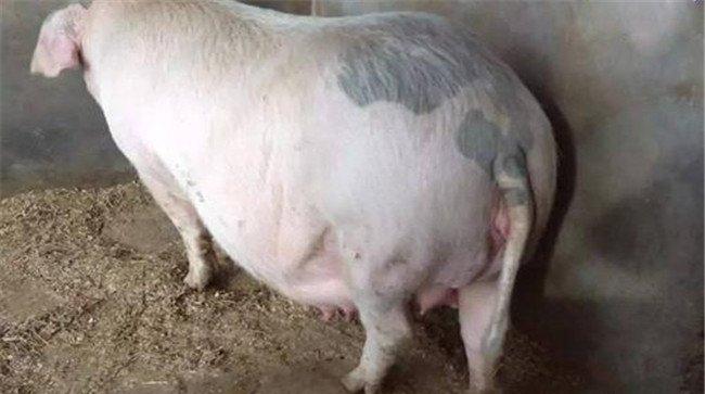 妊娠母猪夏季为什么流产多