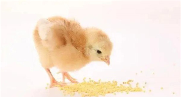 雏鸡开食与饮水注意事项